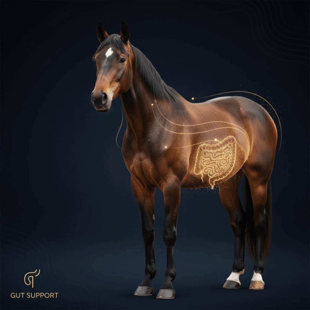 Bekwick Equine Gut Health Support